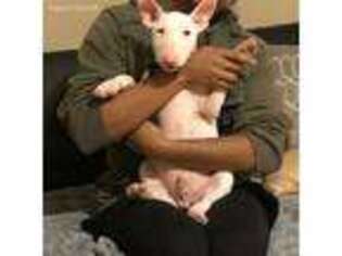 Bull Terrier Puppy for sale in Manchester, NH, USA