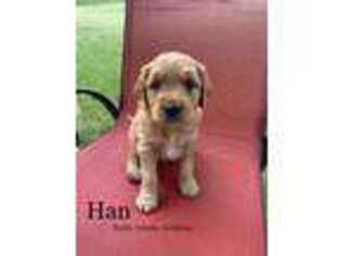 Goldendoodle Puppy for sale in Greenbush, MN, USA