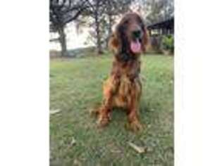 Irish Setter Puppy for sale in Poplarville, MS, USA