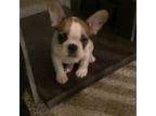 French Bulldog Puppy for sale in Saint Clairsville, OH, USA