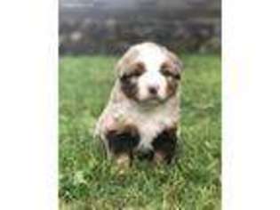 Miniature Australian Shepherd Puppy for sale in Berryville, AR, USA