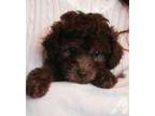 Mutt Puppy for sale in TROY, OH, USA