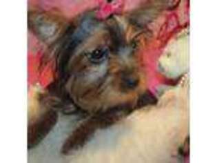 Yorkshire Terrier Puppy for sale in San Angelo, TX, USA