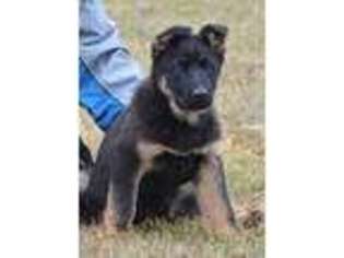 German Shepherd Dog Puppy for sale in Newville, PA, USA