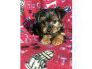 Yorkshire Terrier Puppy for sale in Sandy Lake, PA, USA