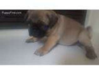 Pug Puppy for sale in Perris, CA, USA