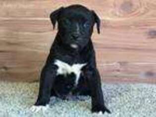 American Bulldog Puppy for sale in Armuchee, GA, USA