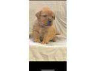 Labrador Retriever Puppy for sale in Robertsdale, AL, USA