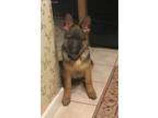 German Shepherd Dog Puppy for sale in Waterford, VA, USA