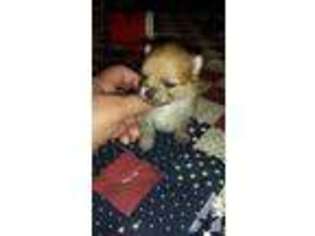 Pomeranian Puppy for sale in DAYTON, OH, USA
