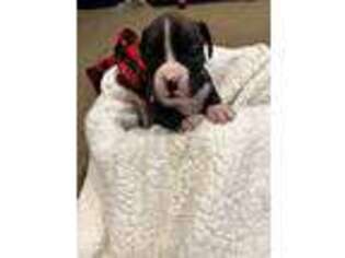Boxer Puppy for sale in Byron Center, MI, USA