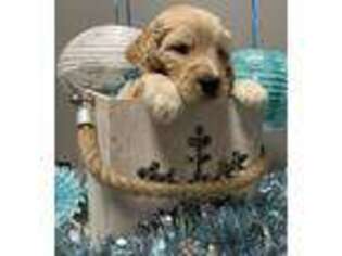 Goldendoodle Puppy for sale in Tomahawk, WI, USA