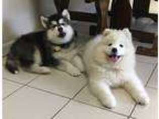 Samoyed Puppy for sale in Cookeville, TN, USA