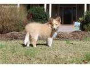 Shetland Sheepdog Puppy for sale in Raleigh, NC, USA
