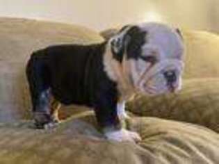 Bulldog Puppy for sale in Tempe, AZ, USA