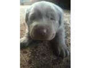 Labrador Retriever Puppy for sale in Fayetteville, TN, USA