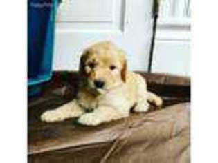 Goldendoodle Puppy for sale in Brookville, PA, USA