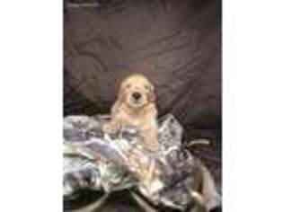 Golden Retriever Puppy for sale in Jay, OK, USA