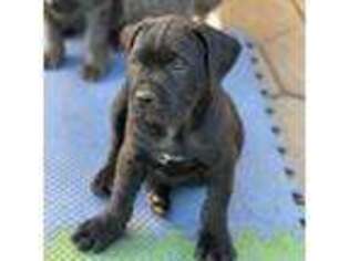 Cane Corso Puppy for sale in Long Beach, CA, USA