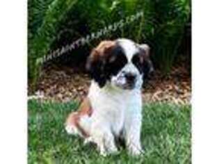 Saint Bernard Puppy for sale in Myerstown, PA, USA