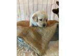 Golden Retriever Puppy for sale in Anson, TX, USA