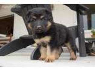 German Shepherd Dog Puppy for sale in Ennis, MT, USA