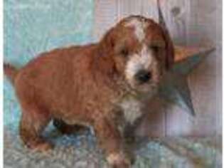 Goldendoodle Puppy for sale in Shelbyville, TX, USA
