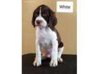 Brittany Puppy for sale in Batavia, NY, USA