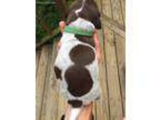 German Shorthaired Pointer Puppy for sale in Bloomington, IL, USA