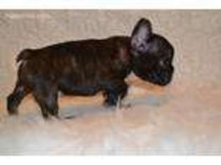 French Bulldog Puppy for sale in Valparaiso, IN, USA