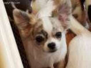 Chihuahua Puppy for sale in Laurens, SC, USA