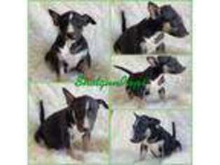Bull Terrier Puppy for sale in Purdy, MO, USA