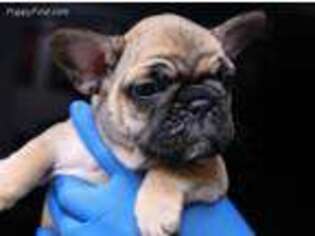 French Bulldog Puppy for sale in Pembroke Pines, FL, USA