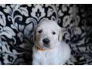 Mutt Puppy for sale in Chuckey, TN, USA
