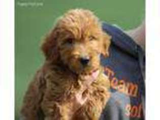 Goldendoodle Puppy for sale in New Philadelphia, OH, USA