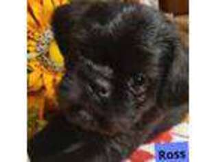 Brussels Griffon Puppy for sale in Independence, KS, USA