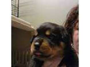 Rottweiler Puppy for sale in Falmouth, MI, USA