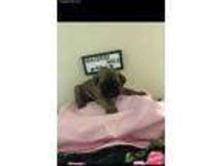 Mastiff Puppy for sale in Florence, AL, USA