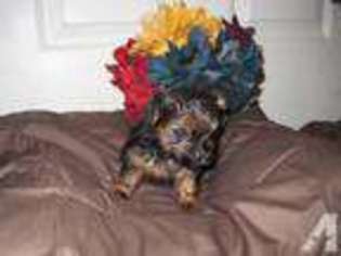 Yorkshire Terrier Puppy for sale in SANFORD, FL, USA