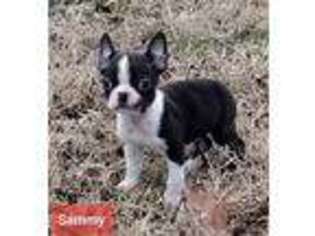 Boston Terrier Puppy for sale in Marshfield, MO, USA