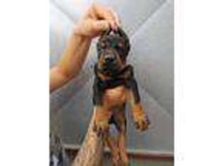 Doberman Pinscher Puppy for sale in Biglerville, PA, USA