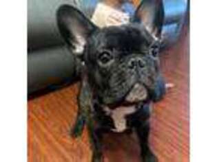 French Bulldog Puppy for sale in Racine, WI, USA