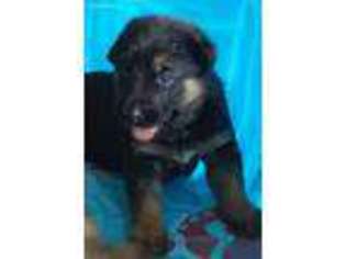 German Shepherd Dog Puppy for sale in Homestead, FL, USA