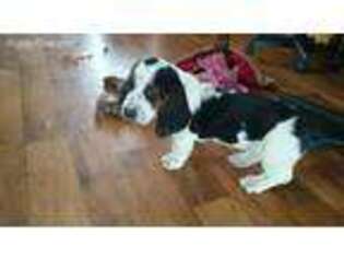 Basset Hound Puppy for sale in Waterloo, NY, USA