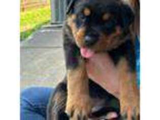 Rottweiler Puppy for sale in Cumming, GA, USA