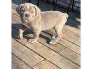 Olde English Bulldogge Puppy for sale in Mesquite, TX, USA