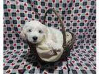Goldendoodle Puppy for sale in New Bethlehem, PA, USA