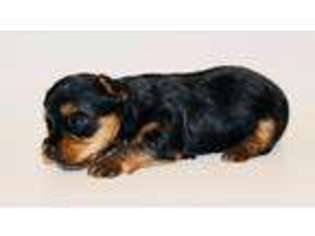 Yorkshire Terrier Puppy for sale in Sherman Oaks, CA, USA