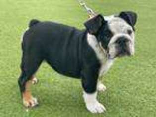 Bulldog Puppy for sale in Wimauma, FL, USA