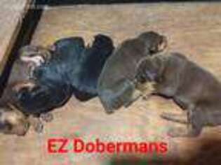Doberman Pinscher Puppy for sale in Livingston, TX, USA